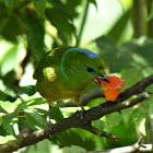 Golden-browed Chlorophonia