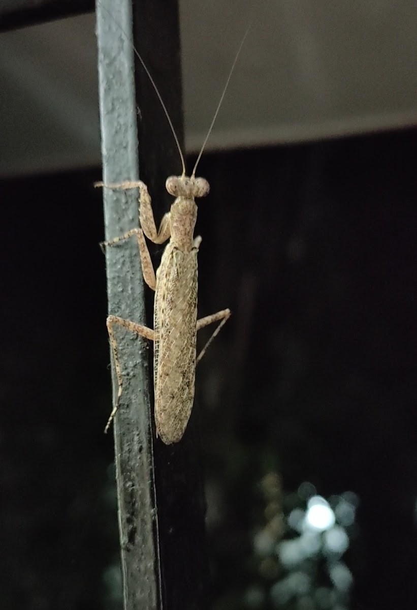 Bark Mantis