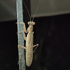 Bark Mantis