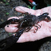 Red Swamp Crayfish