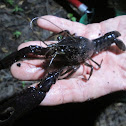 Red Swamp Crayfish