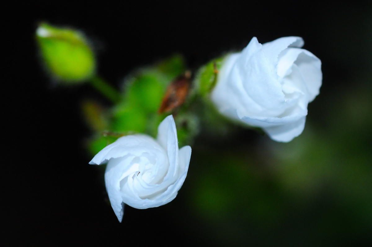 Montpelier cistus; Jaguarzo negro