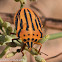 Mediterranean Striped Shield Bug