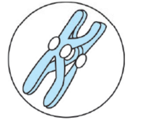 Meiosis