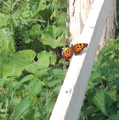 Large tortoiseshelly / Многоцветница