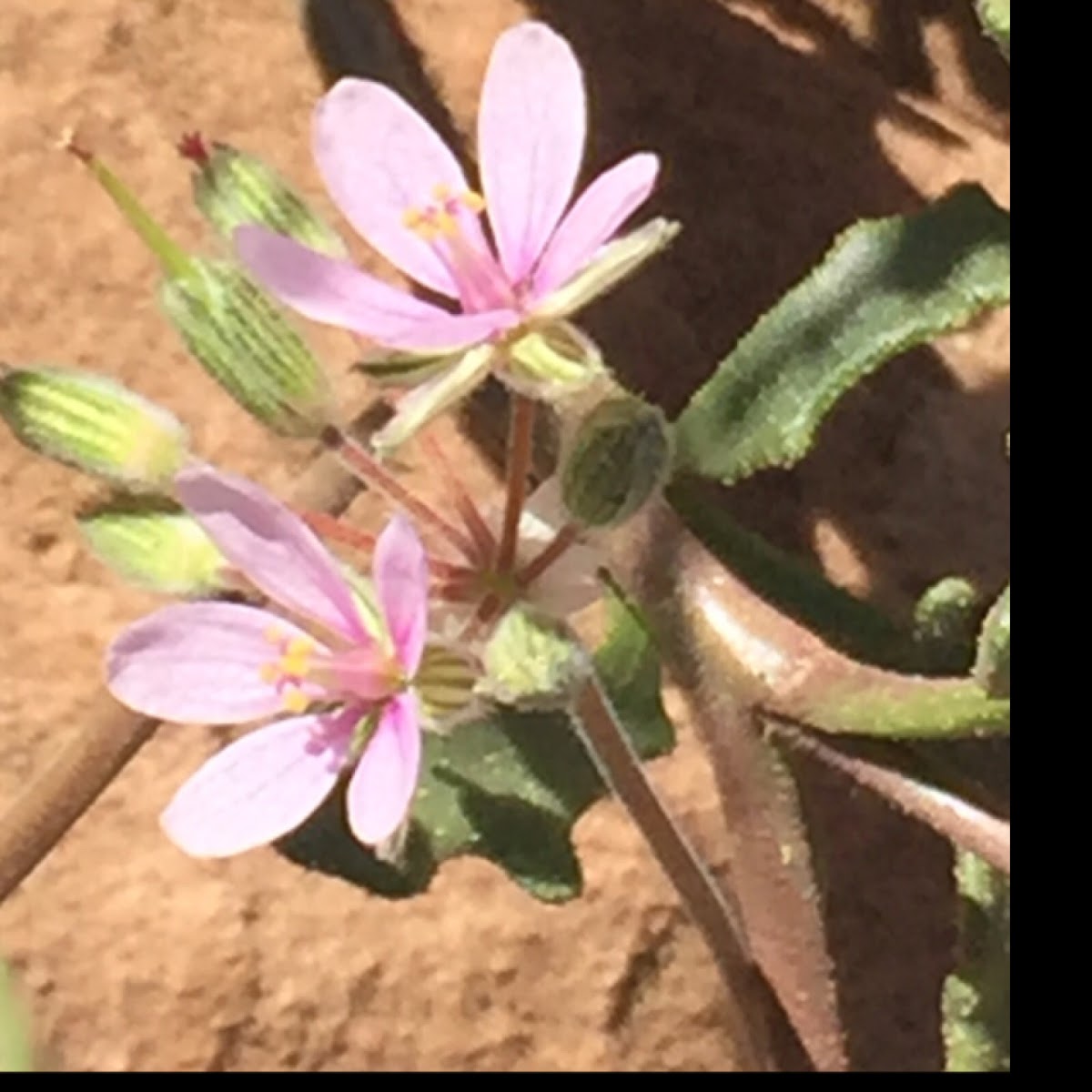 Small Whorled Cheeseweed