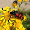 Six-spot burnet