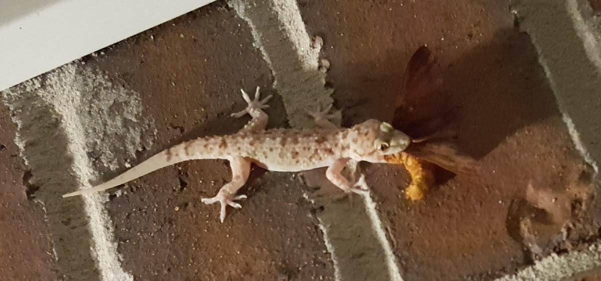 Mediterranean House Gecko