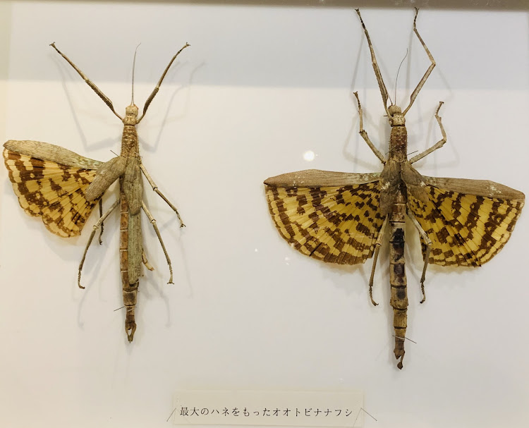 S2000のS2000・AP1・アバルト・124・スパイダー・夏休み最後の日曜日・夏休み残り数日・熊本博物館・世界の昆虫・キモい昆虫・ここ暫くは雨の日が続きますねぇ☔️・我が家のペット❓・夏になるとやって来る💧に関するカスタム事例の投稿画像5枚目