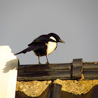 Magpie