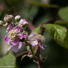 Dog-rose