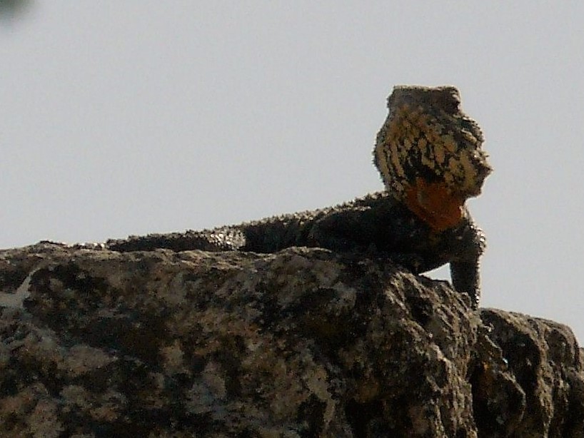 Roughtail rock agama