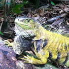 Iguana