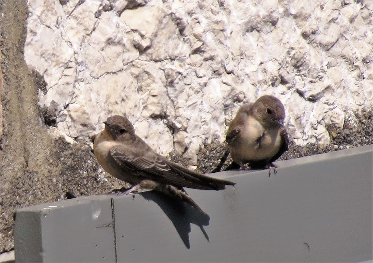 Crag Martin