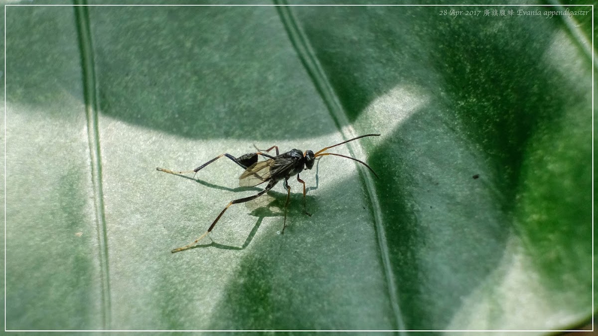 Evania appendigaster 廣旗腹蜂