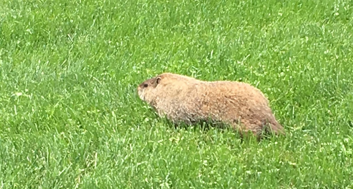 Groundhog