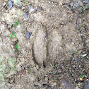 White-tailed Deer tracks