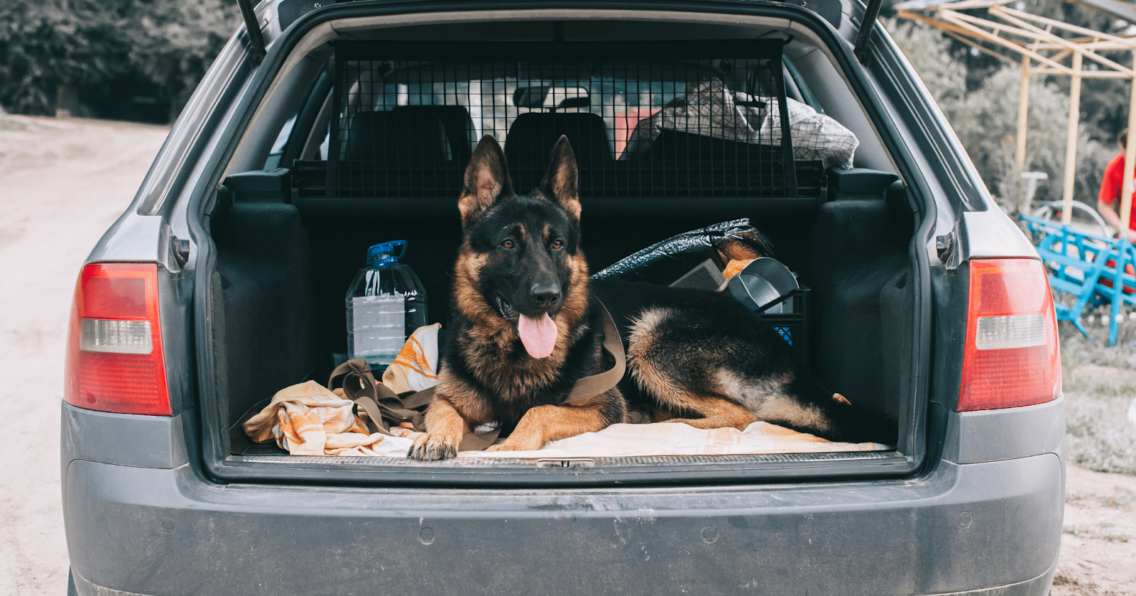 German Shepard laying in the trunk of open vehicle