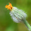 Hawkweed