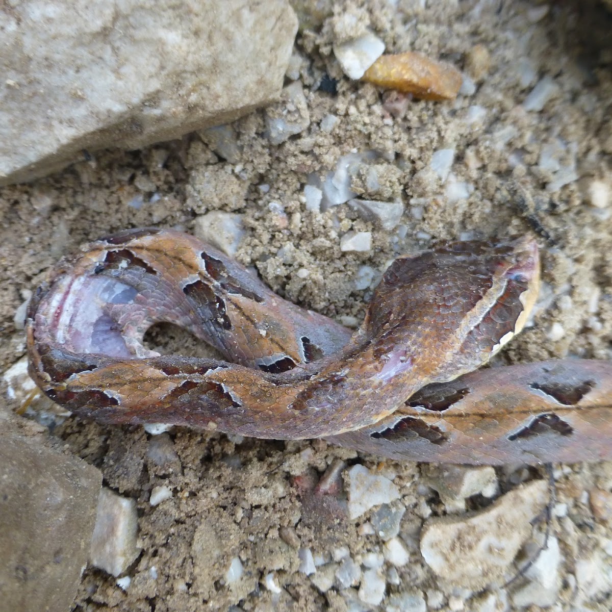 Malayan Pit Viper