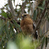 Red-shouldered Hawk