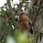 Red-shouldered Hawk