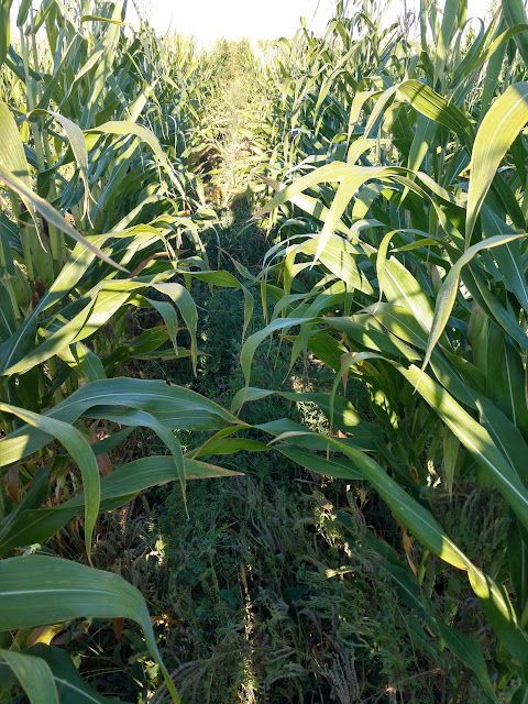 2019 Corn Companion Crop OEepIMPMJE9Pa42cRX7EGCJpCqoCVZqSKd4o9u7yLQj_HpSIVy6JAo3hVQ5zYqs3jtF5EPbEiKq8C_qwIO8t0FqlPiTxtZEWaw7eC7xRMUVyQN-_lLtyXf2Pd6jgSv7sM1KOHULP3ApQfQ83VgQB1RYr-bbn4n4k6voyUmal0Wb3Wk66nMbwujj7D1a2G-1RpfqerNs_jGLduVqBjjy0Ev81aL3bS4sccyThrZyjmInGptEsvSWYbPw_E2gYfs9QiTmapmGZGkqyeH8i5VvX_rjpgdIhCCMSpTTbtQyKMDpzTr3YP8VBjZULLYIbq_3CSNGCWFGV-9kPJfKQxmf6bL9zRATi4n3TEtexOQFd7RCifUKdjZw0D1QoUJTEBhYUV9VniXMnmbKhNRI_XXu3yE6ZiPNpNg9iCBv9tX99KHKgXGOlfkooBb7F4F1H7TO0pD8uJNuw0p0BZz1Ab0Rwkavgm_gSq4RyJccFoVrigoZ6zsFAUHZsEMIdCV9GadDBirPsO5Bs6Sny5muH-mcEjZfWL26KtxnUdDGPmNiEy0RYQKmnIkq8JuYg90c7aTt_0jNl639GdiFOCWPjfSaD-o3q7YWCns4vrRvJiBt4zAD4yDdw4As73UvzWjEzXcpa3x6mFq8mzqN0lWj6hUpgZc5wyDhEcJ2P6zznWdMIZdM3K4FbKTg-OY1D7wLyvpJkEa2tVRc1Gz_1K3TjMYC3VNuuTxQUhAjnihHyLiOH8qZ8V-6h=w480-h640-no