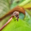 Jumping spider