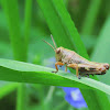 Grasshopper nymph