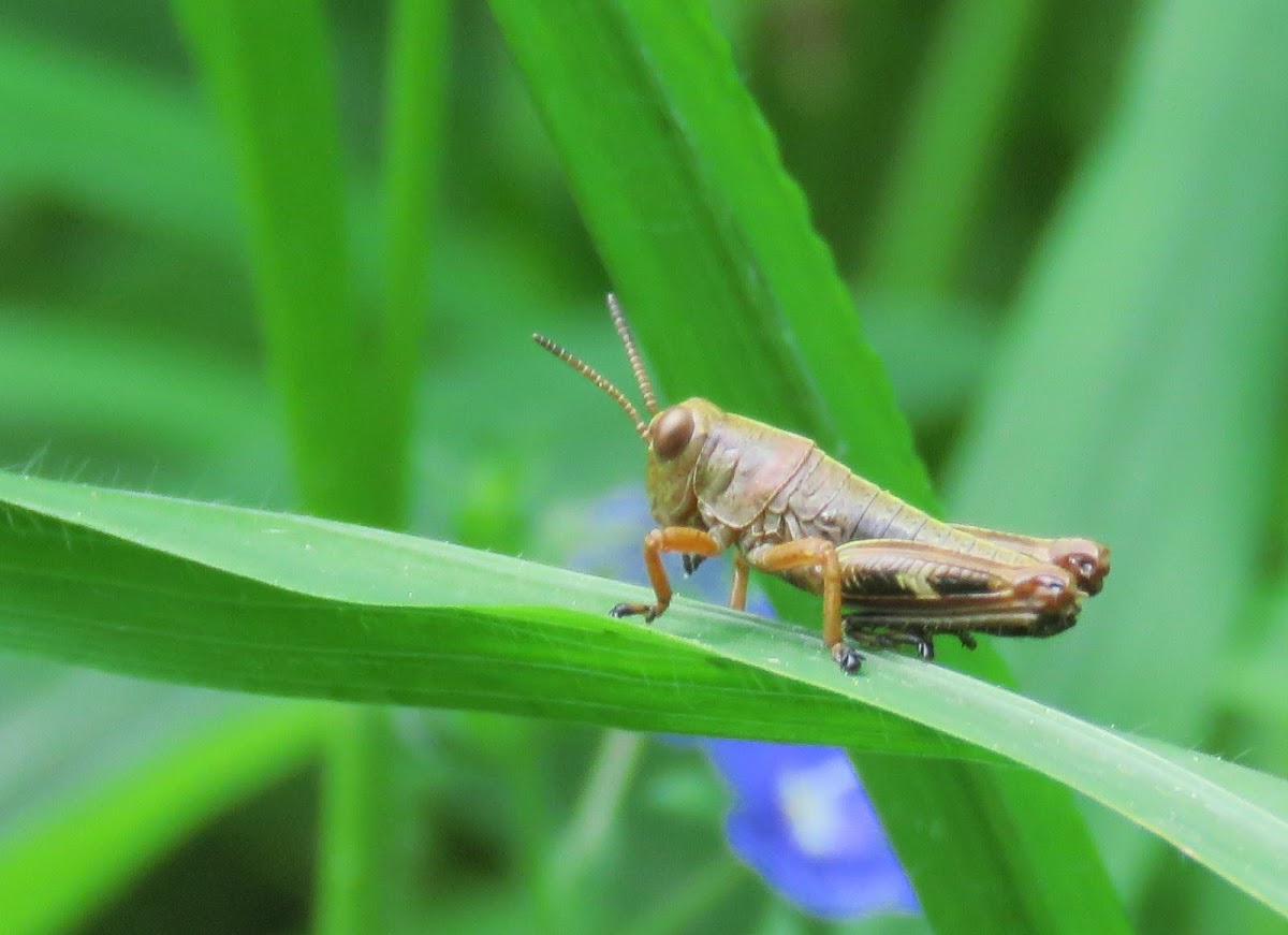 Grasshopper nymph