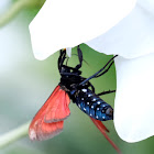 The Spotted Oleander Caterpillar Moth