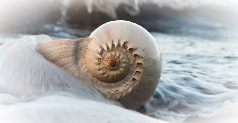 Conchiglia tra le onde di Canguro