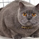Shorthair Cat HD Wallpapers Game Theme