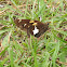 Silver-Spotted Skipper