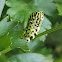 Eastern Black Swallowtail Caterpillar