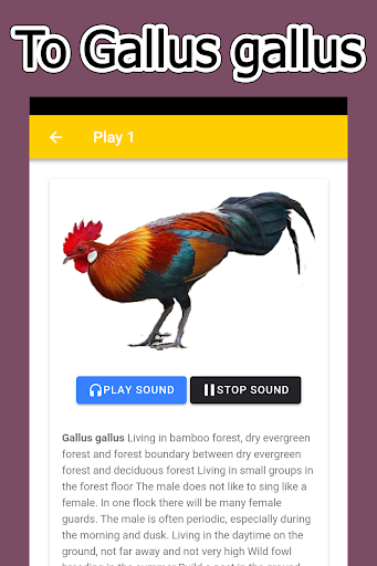Chicken Sound
