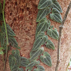 Climbing Plant