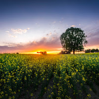 giallo colza di elitropia