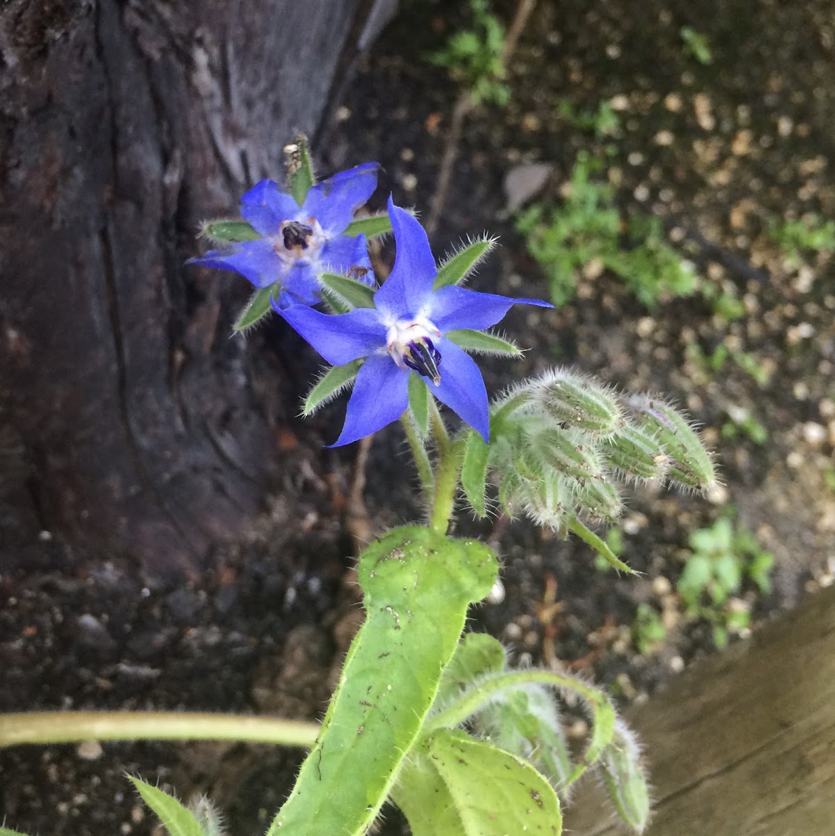 Borage