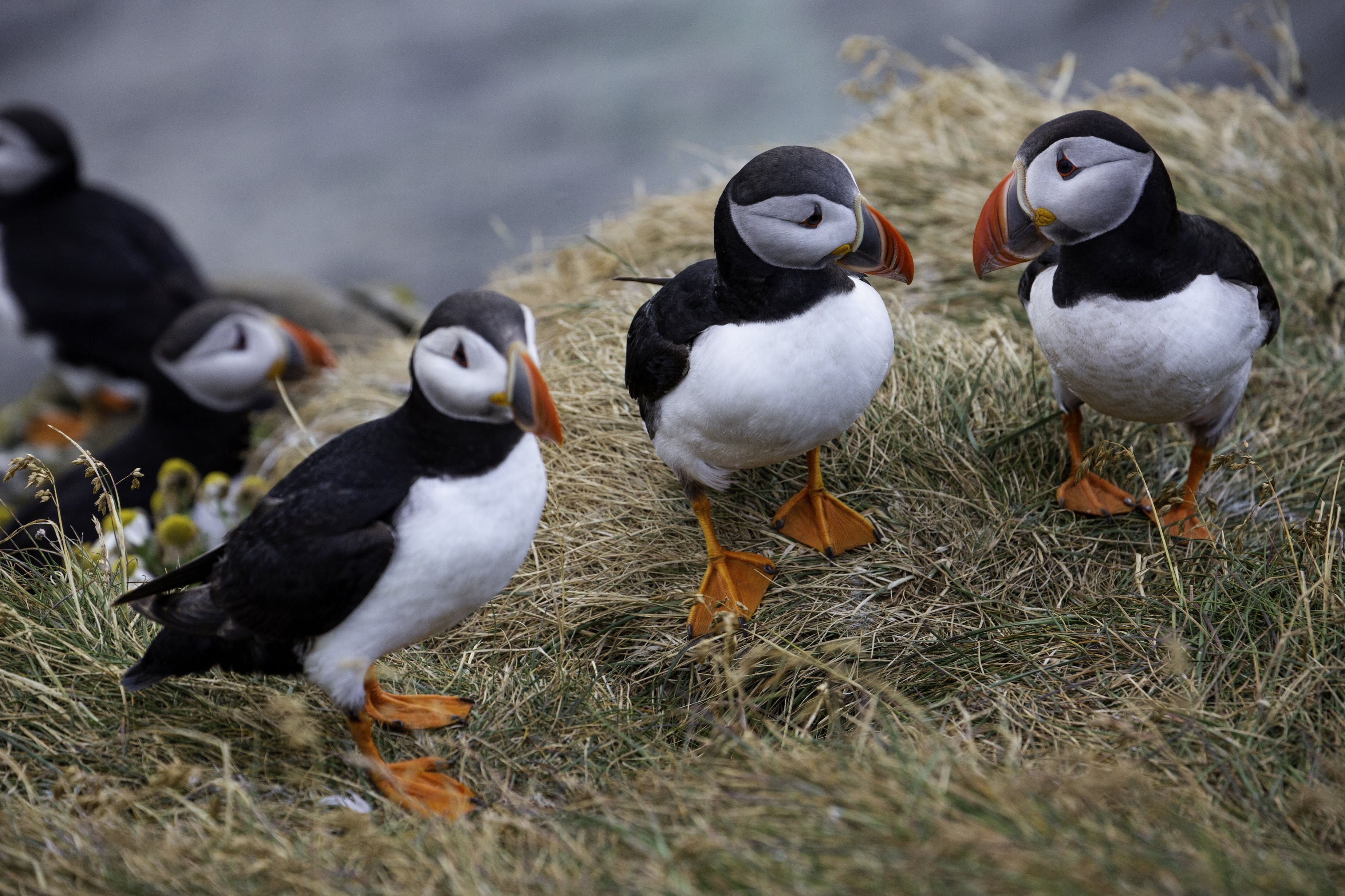 Исландия - родина слонов (архипелаг Vestmannaeyjar, юг, север, запад и Центр Пустоты)