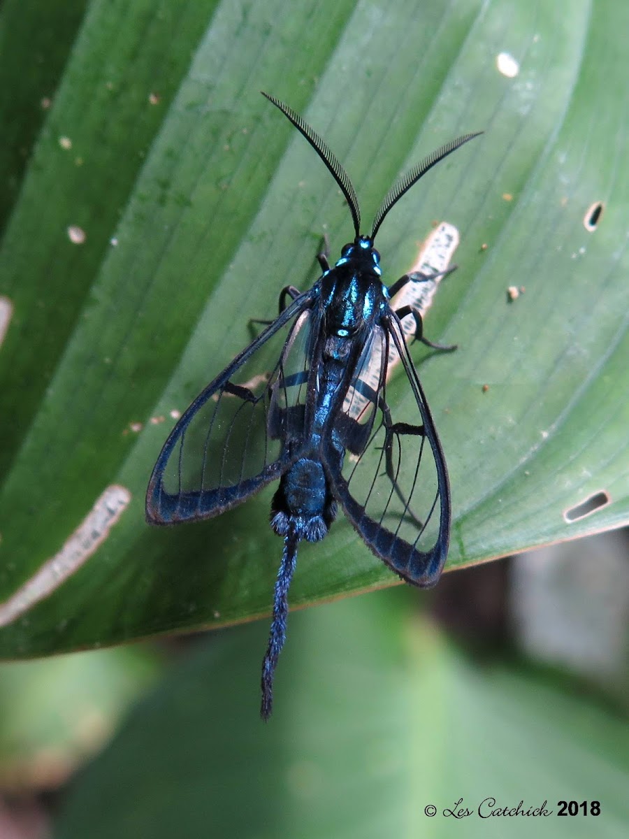 Wasp mimic moth