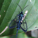 Wasp mimic moth