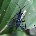 Wasp mimic moth