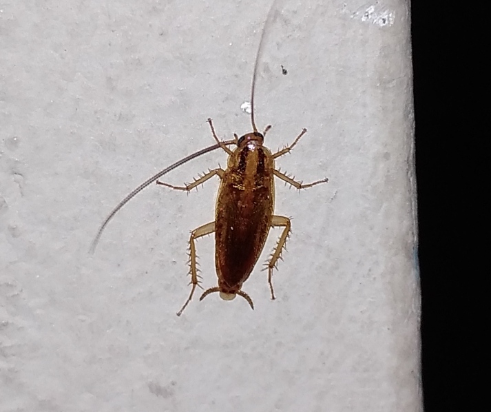 German cockroach/Croton bug