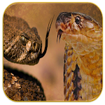 Cover Image of ダウンロード Rattlesnake sounds 965 APK