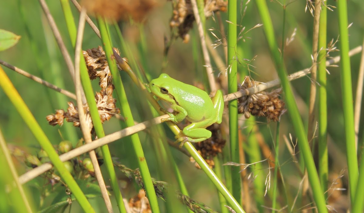 European tree frog