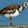 Ruddy Turnstone