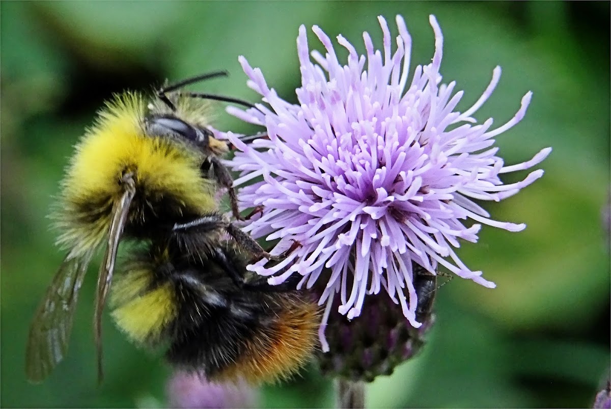 Early Bumblebee