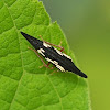 Polyglypta Treehopper