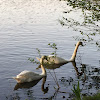 Mute Swan